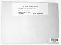 Helostroma album image